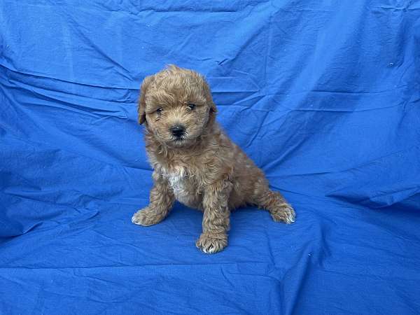 male-toy-poodle-dog