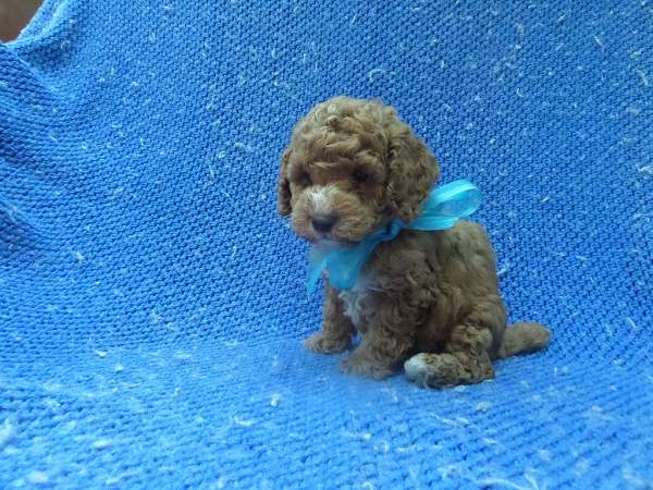 male-toy-poodle-puppy