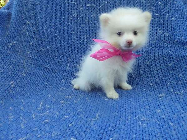 female-pomeranian-dog