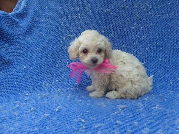 female-malti-poo-dog