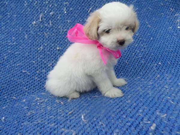 female-malti-poo-dog