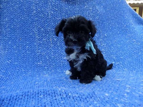 male-yorkipoo-dog