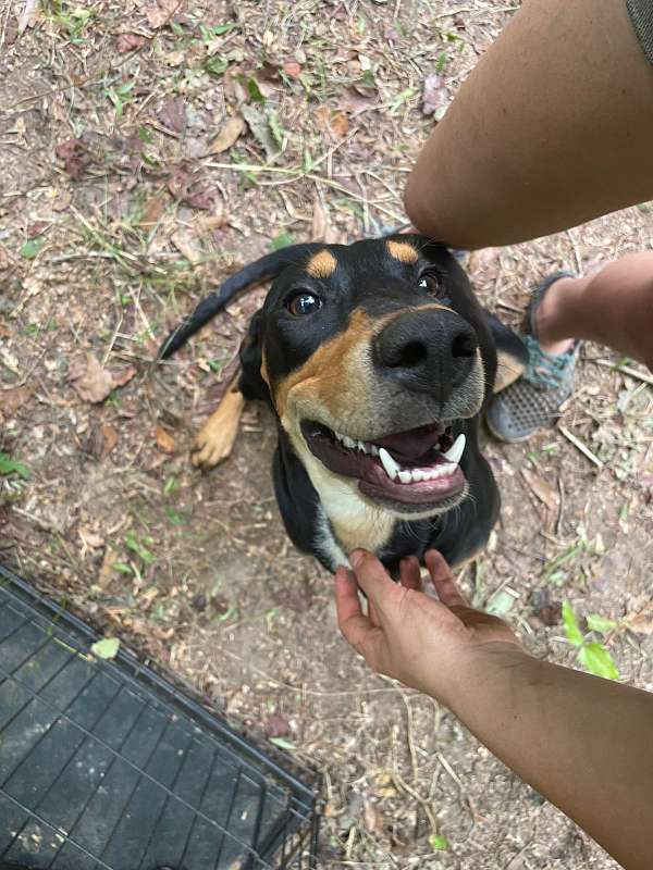 smooth-coated-black-tan-coonhound