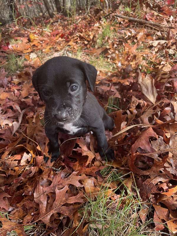 smooth-coated-black-tan-coonhound