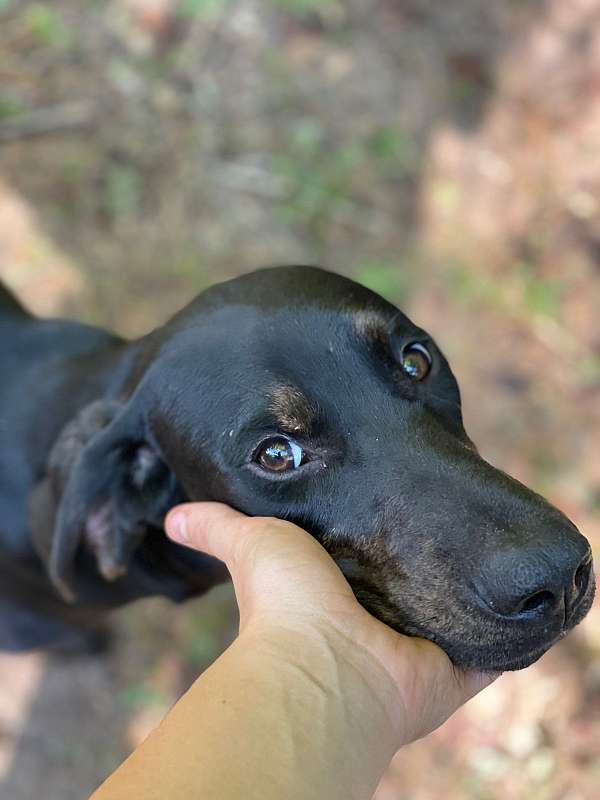 black-tan-smooth-coated-coonhound