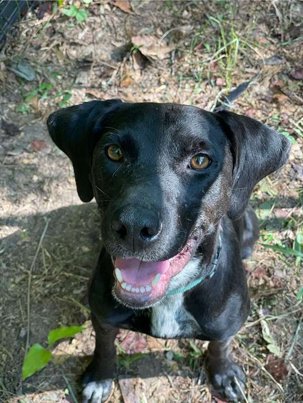 good-with-kids-labrador-retriever