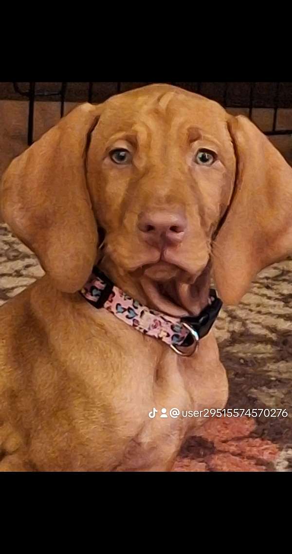 female-red-short-haired-vizsla