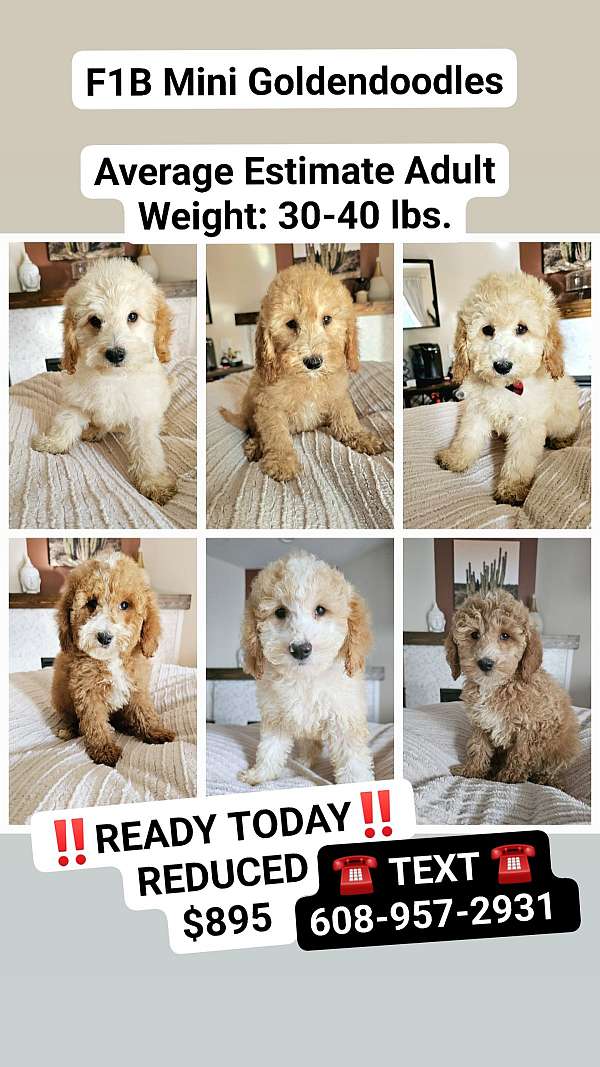 mixed-red-white-hypoallergenic-goldendoodle