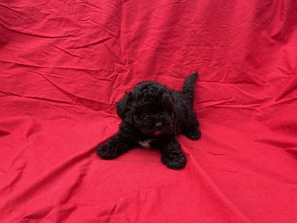 male-malti-poo-puppy