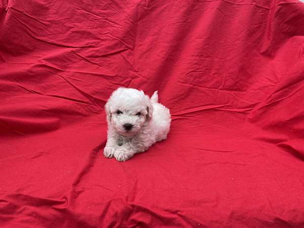 male-malti-poo-puppy