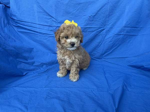 female-toy-poodle-dog