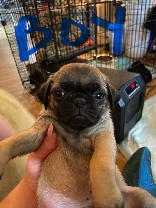 brown-tan-pug