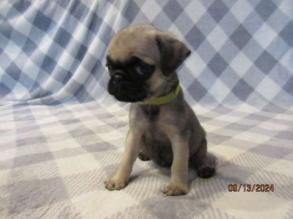 mixed-black-tan-short-haired-pug