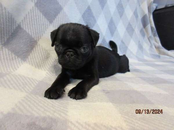 black-tan-small-pug