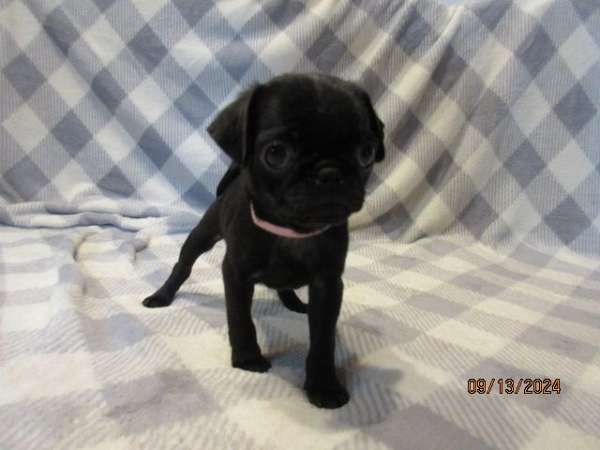 small-black-tan-pug