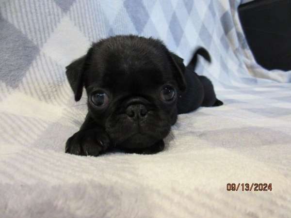 short-haired-pug