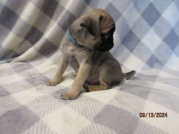 black-tan-pug