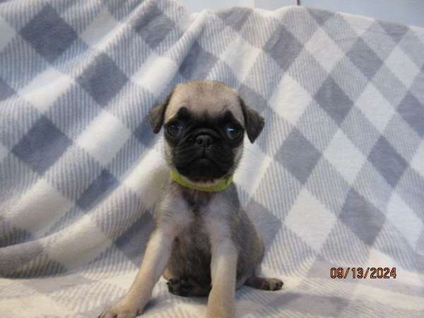 black-tan-short-haired-pug