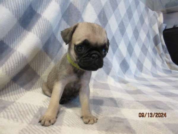 short-haired-mixed-pug