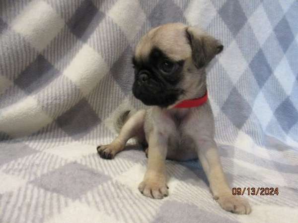 black-tan-mixed-pug