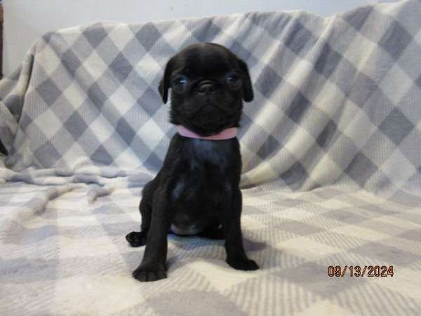 mixed-pug-dog