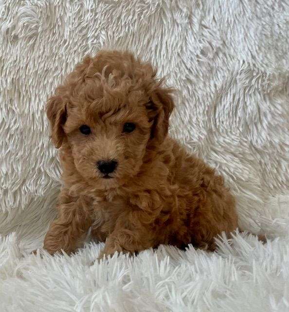 mixed-toy-poodle-dog