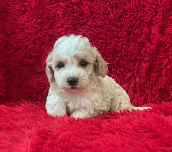 mixed-malti-poo-dog