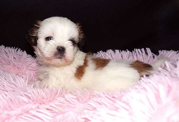 small-standard-chocolate-white-dog