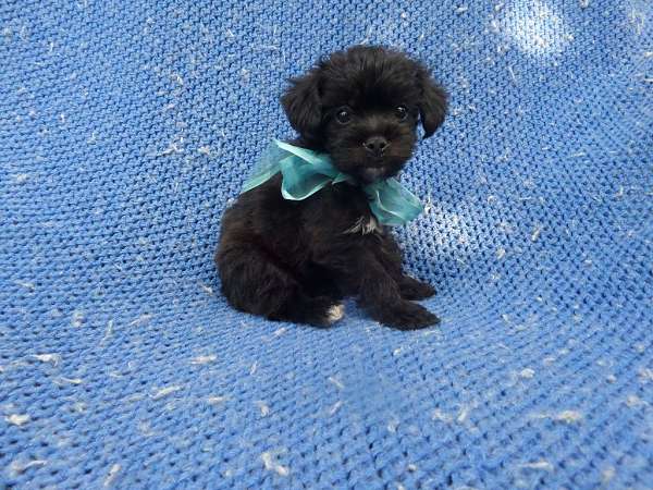 male-shorkie-tzu-dog