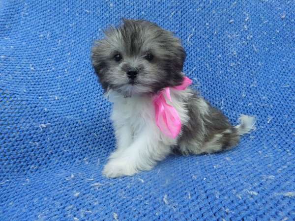 female-shorkie-tzu-dog