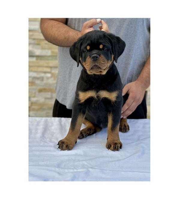 female-rottweiler-dog