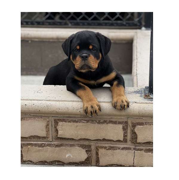 female-rottweiler-dog