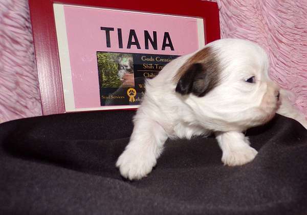 long-haired-shih-tzu