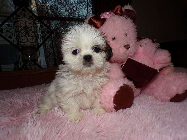 long-haired-shih-tzu