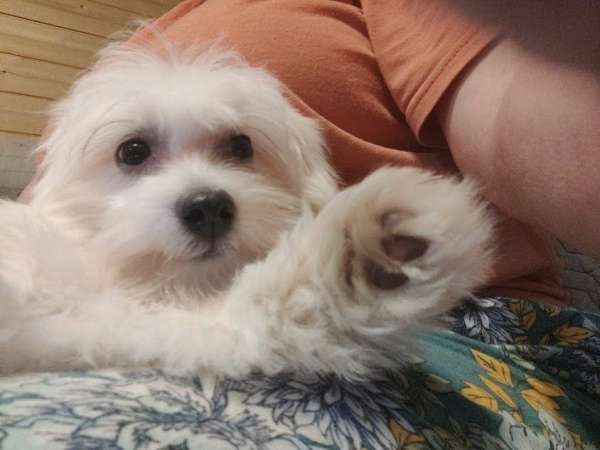 family-pet-coton-de-tulear