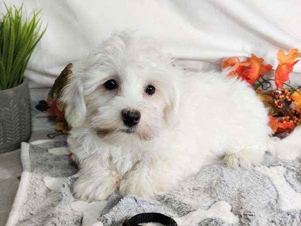 non-shedding-coton-de-tulear