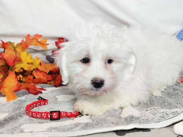 non-shedding-coton-de-tulear