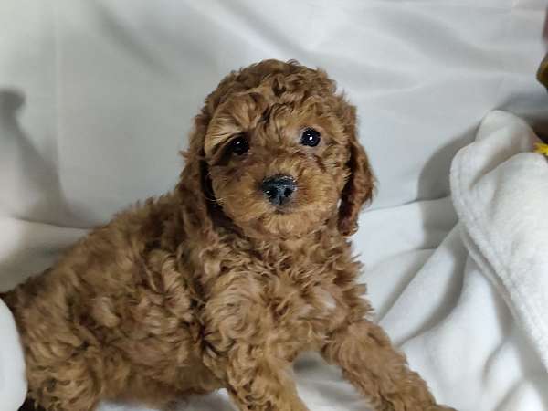 red-miniature-toy-poodle