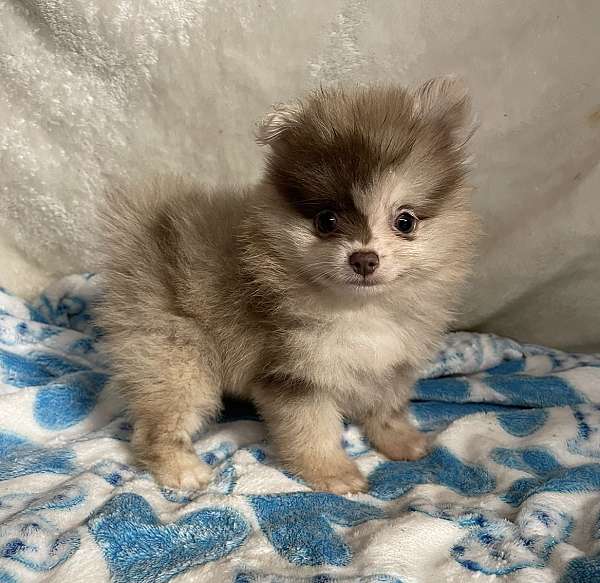 long-hair-pomeranian