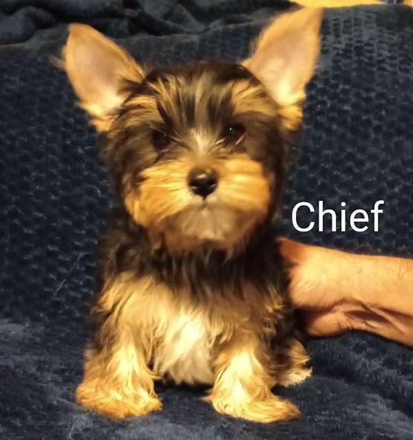 black-tan-yorkshire-terrier