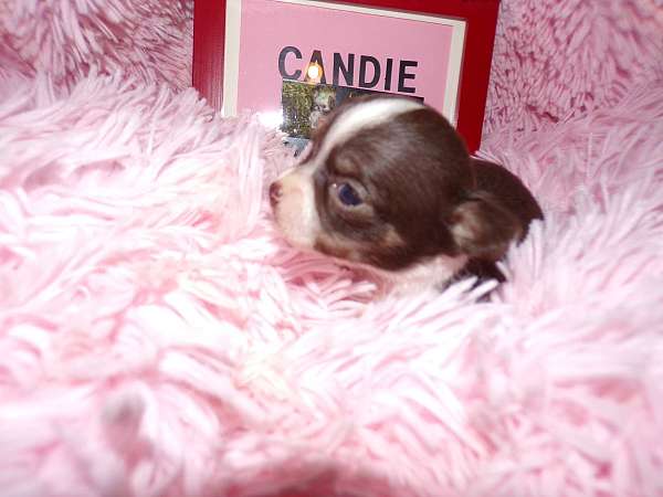 female-chocolate-medium-haired-chihuahua