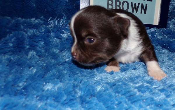 male-chocolate-medium-haired-chihuahua