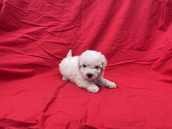 male-toy-poodle-puppy