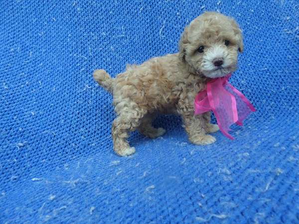 female-poodle-puppy