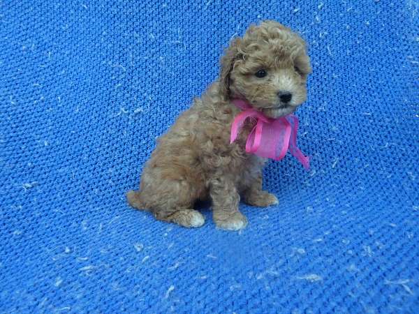 female-toy-poodle-puppy