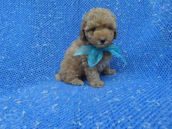 male-poodle-puppy