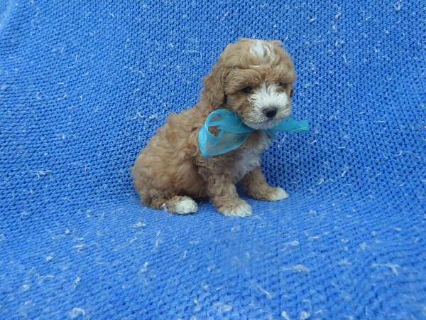 male-poodle-puppy