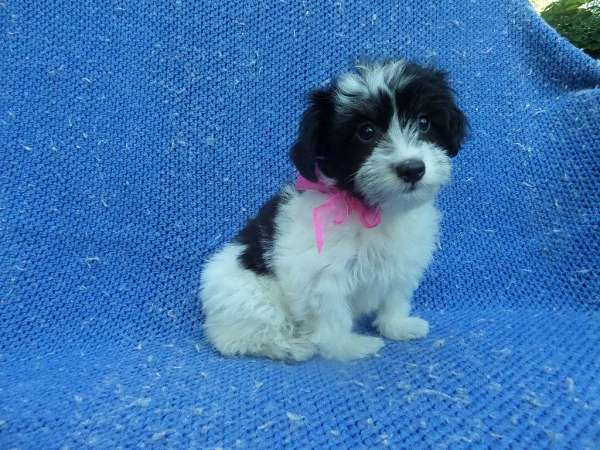 female-shorkie-tzu-dog