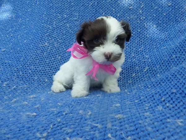 female-shorkie-tzu-dog