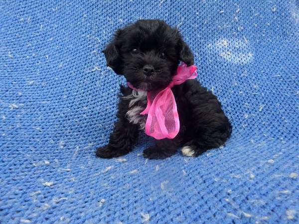 female-shorkie-tzu-dog